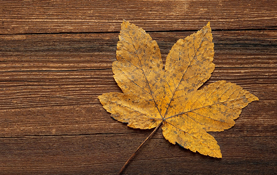 Herbstgerichte